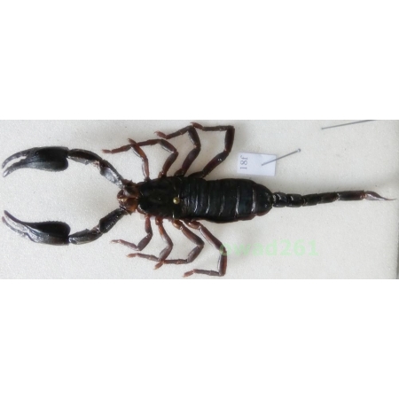 Heterometrus laoticus (Couzijn, 1981) +95mm Thailand18f